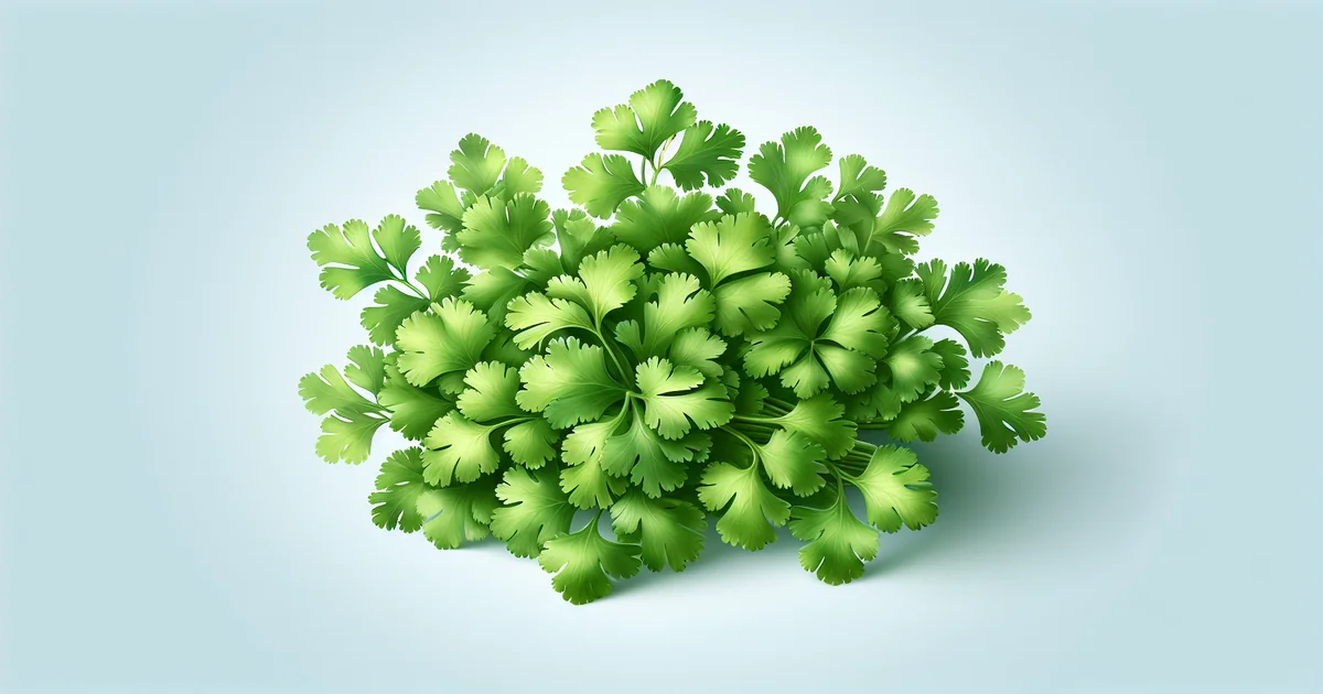 cilantro